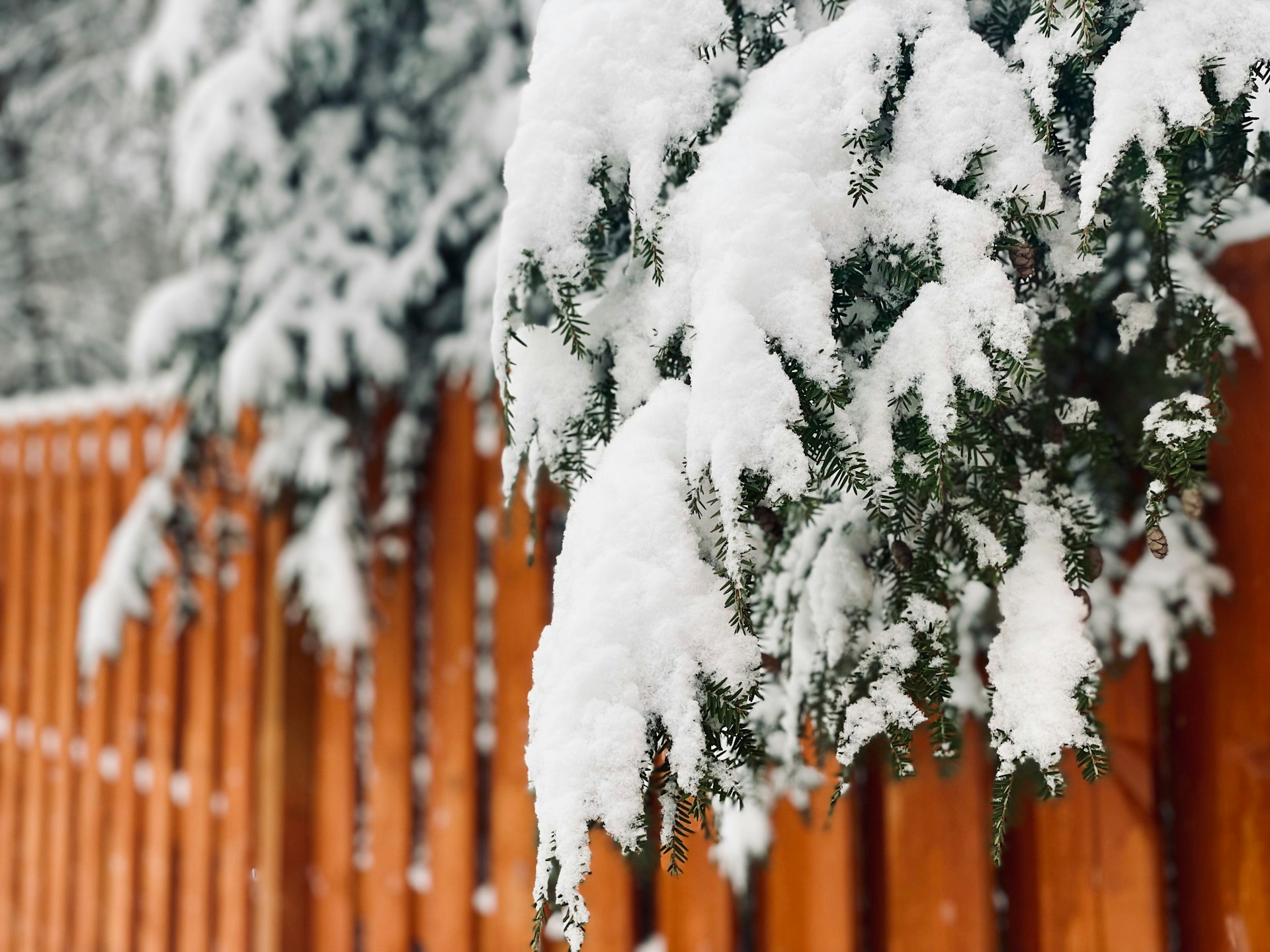 Wood fence with snow-covered evergreen branches after a winter storm