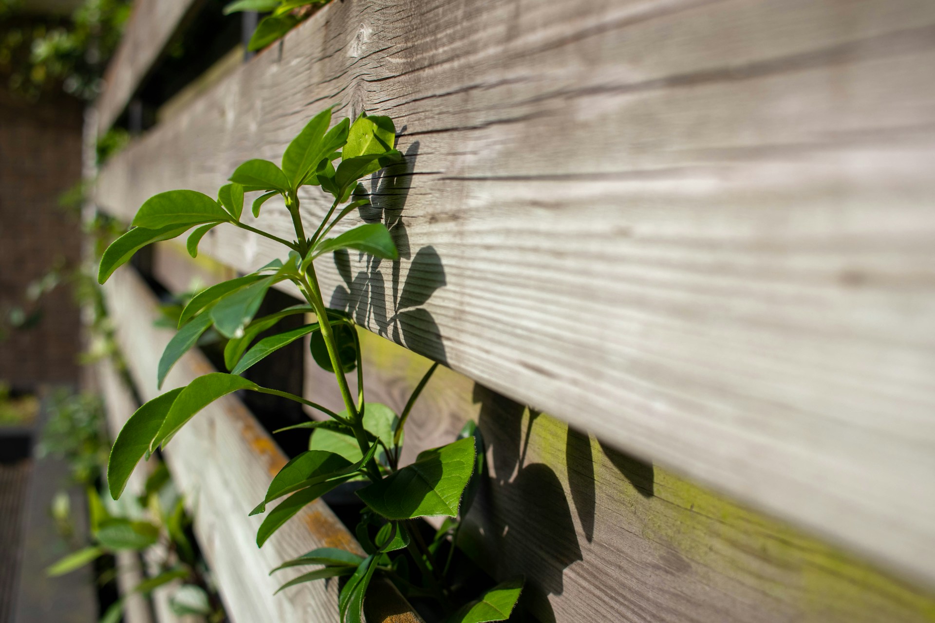 Horizontal wood slat fence with green vines growing through the gaps in sunlight