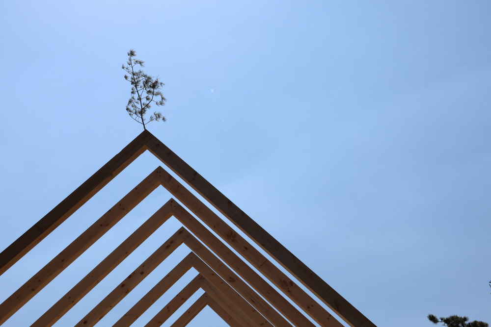 Tree growing on geometric wooden triangular structure against blue sky
