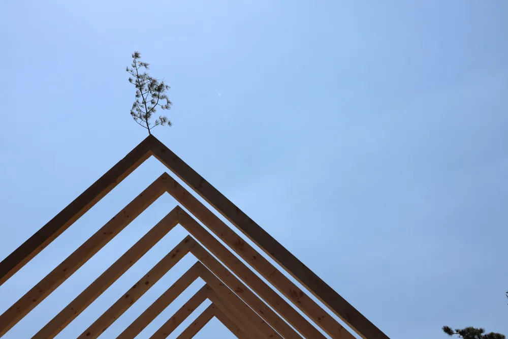 Tree growing on geometric wooden triangular structure against blue sky