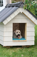 Brown dog sitting inside white wooden doghouse with blue cushion