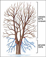 Tree diagram showing bare branches above and blue roots below with labels