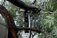 Wooden treehouse nestled among green trees and climbing vines