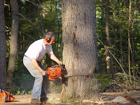 Man using chainsaw to cut down large tree in forest