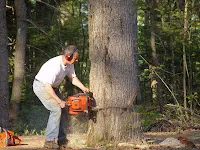 Man using chainsaw to cut down large tree in forest