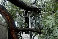 Wooden treehouse nestled among green trees and climbing vines