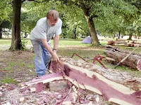Man in work clothes using a saw on a wooden log in an outdoor park setting