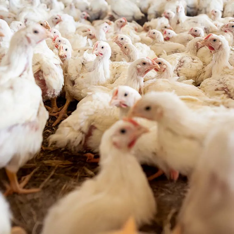 chickens in factory farm environment