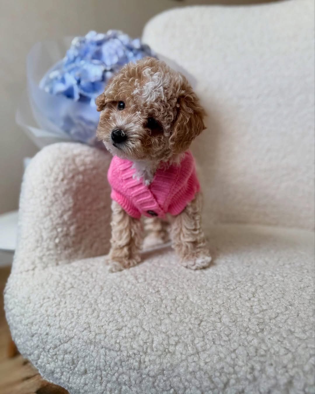 maltipoo puppies for sale texas