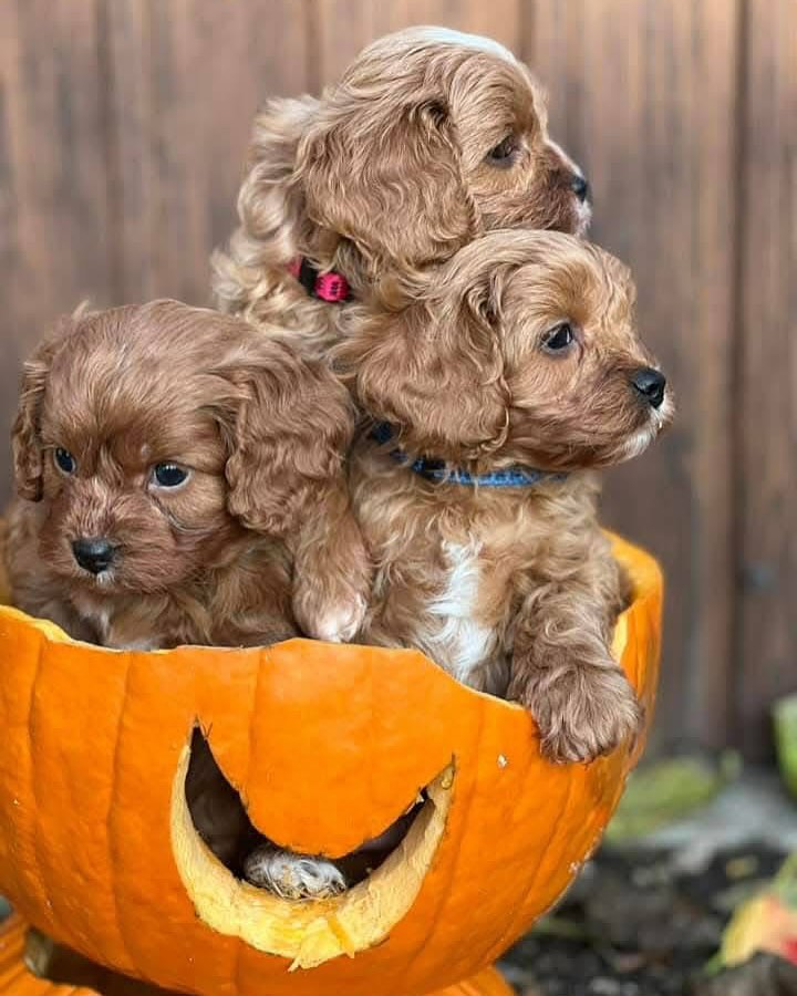 maltipoo puppies for sale california