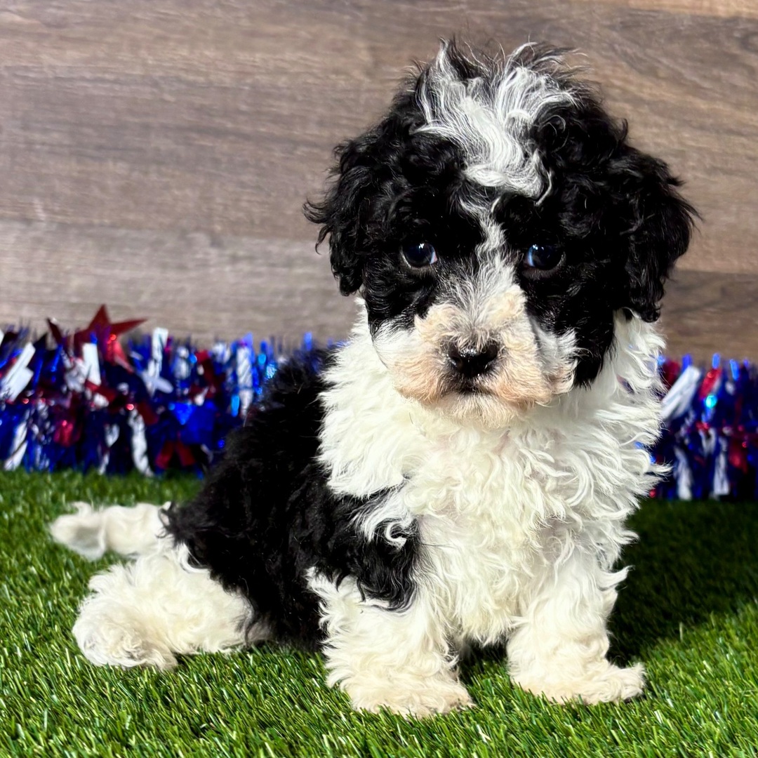 Maltipoo puppies for sale Texas