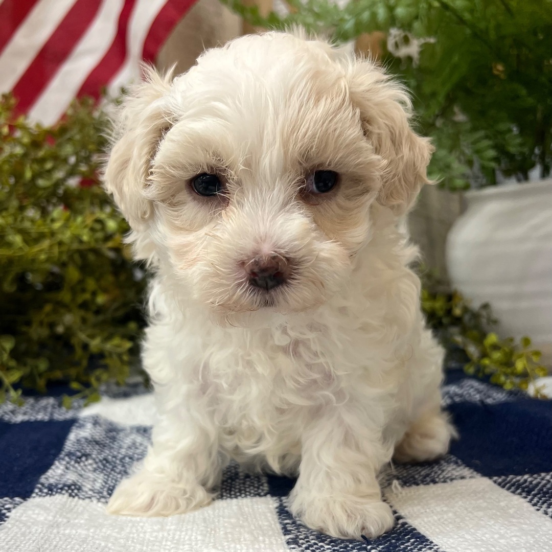 maltipoo puppies for sale houston
