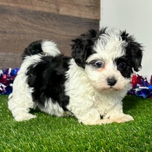maltipoo puppies for sale near me