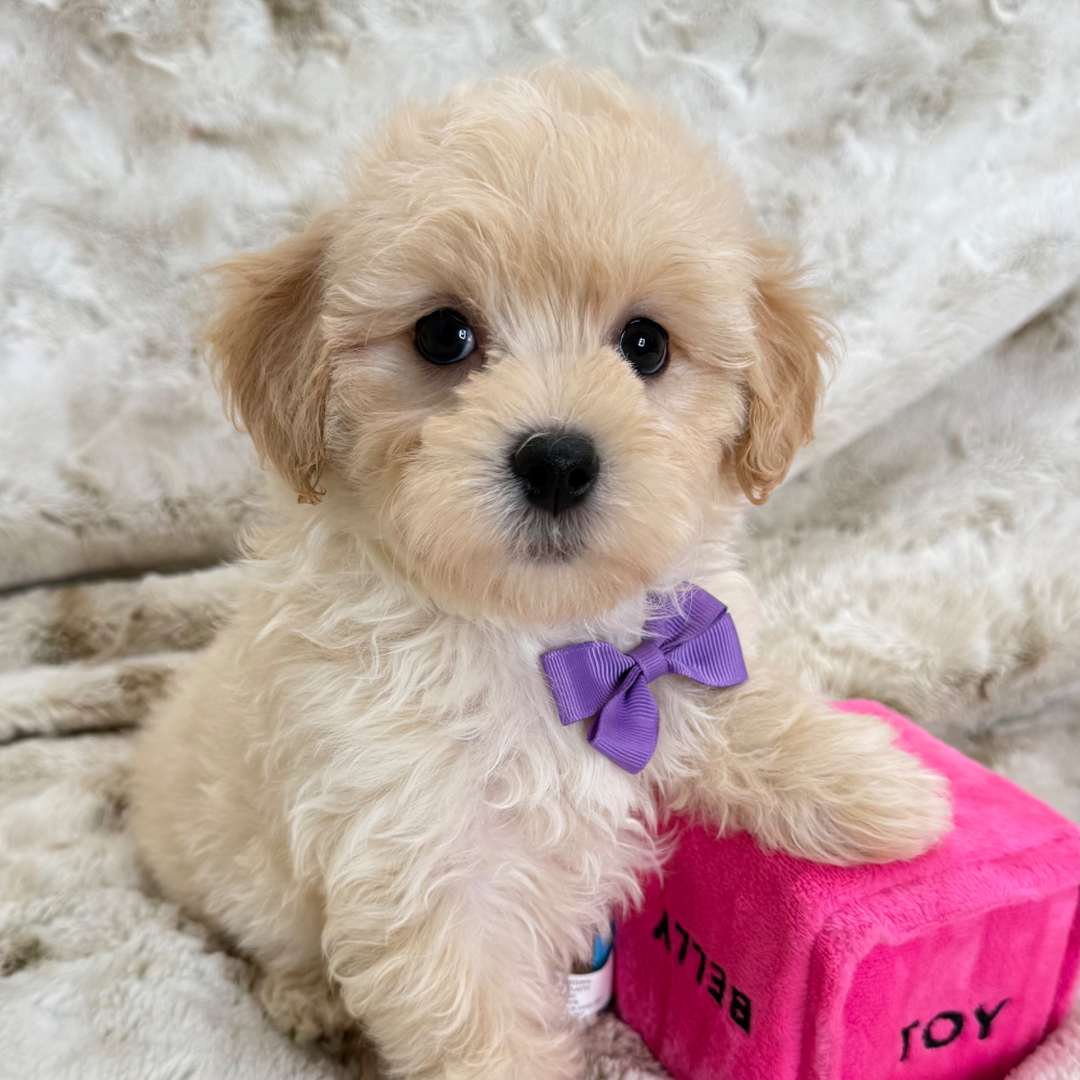 maltipoo puppies for sale San Diego