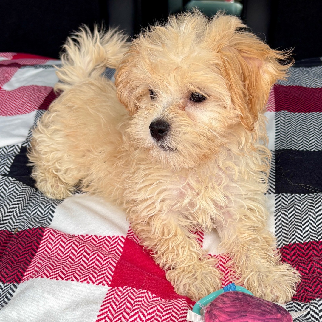 maltipoo puppies for sale Texas