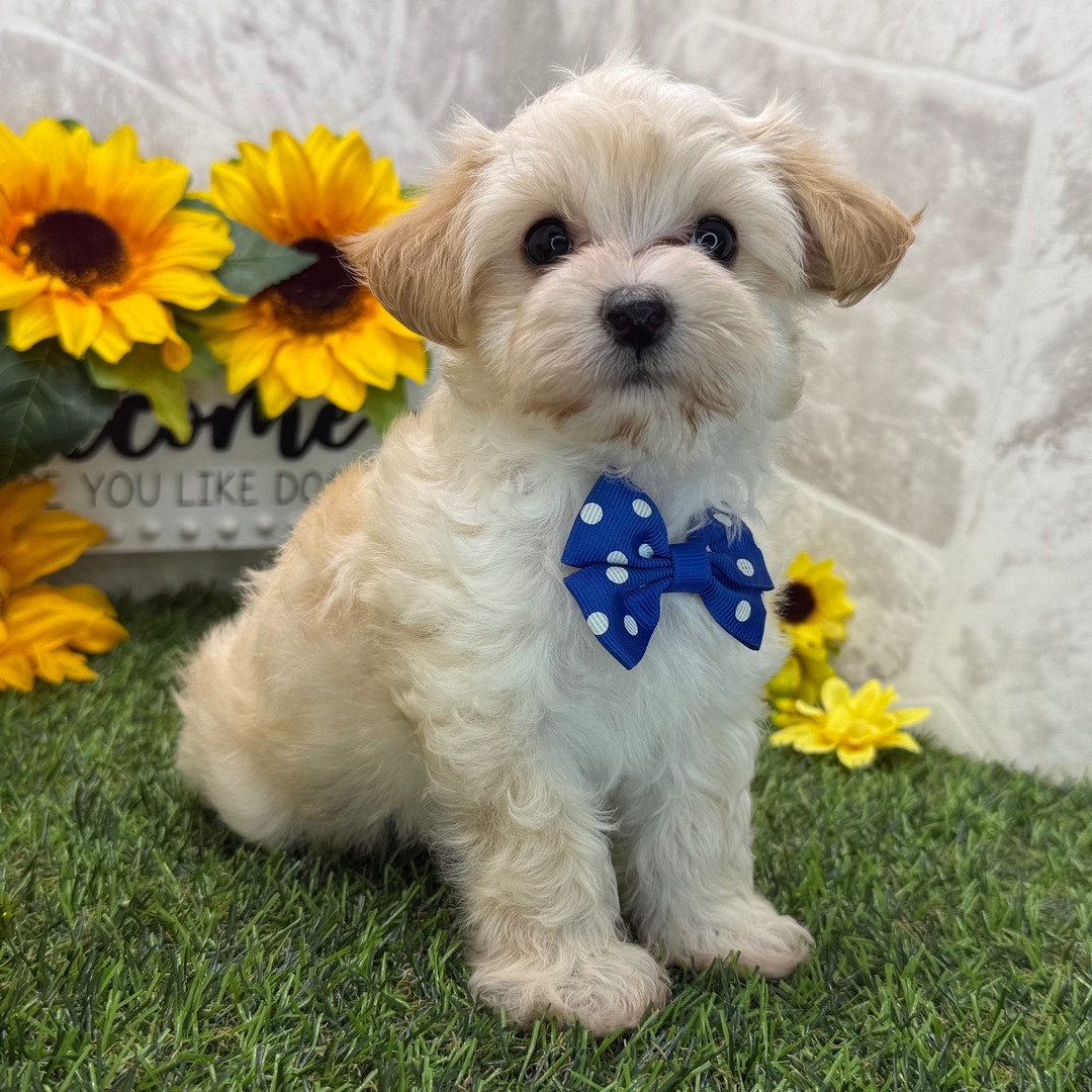 maltipoo puppies for sale ohio