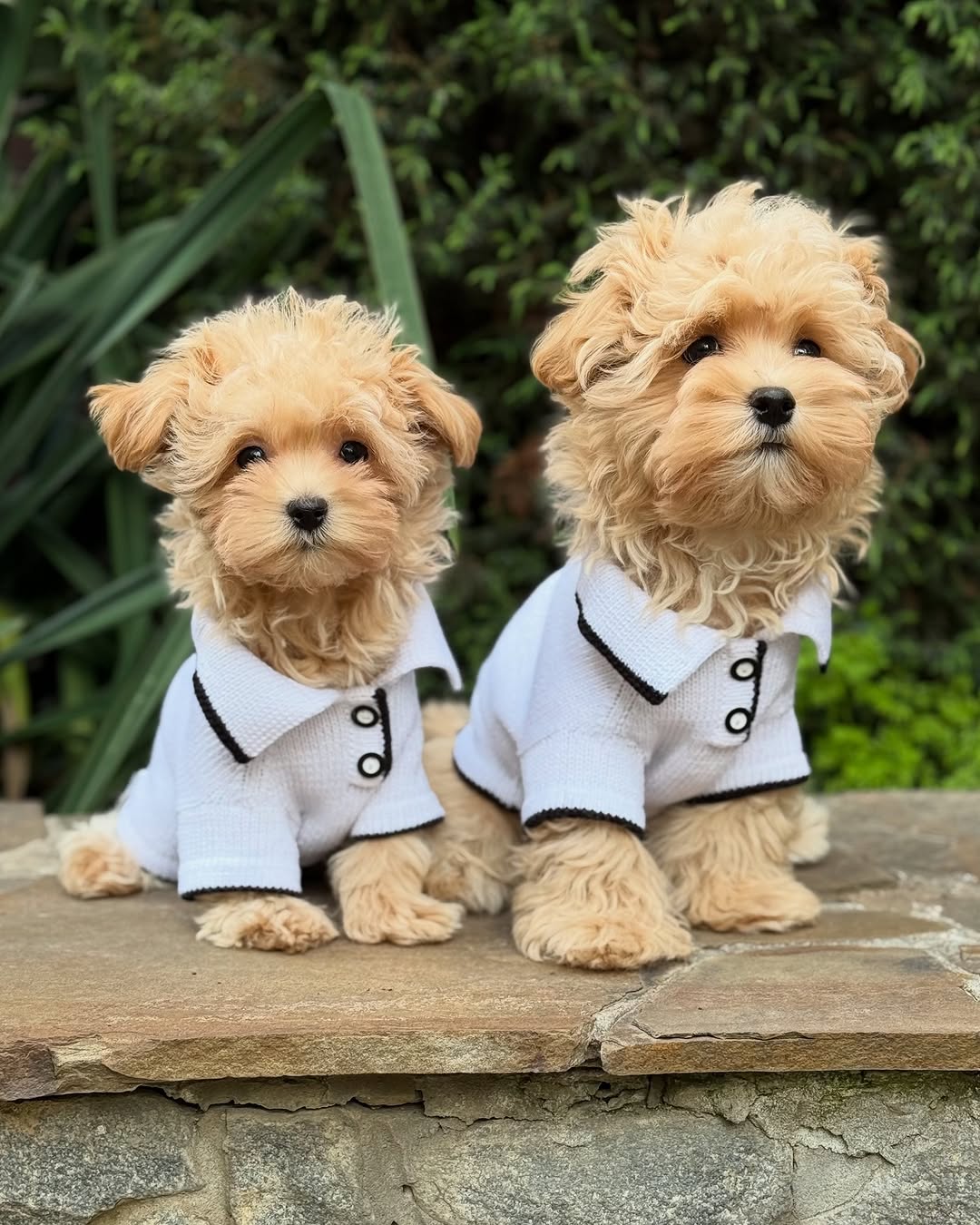 apricot maltipoo puppies