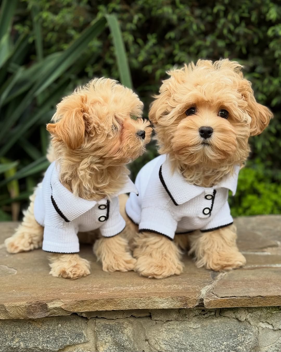 maltipoo puppies for sale texas