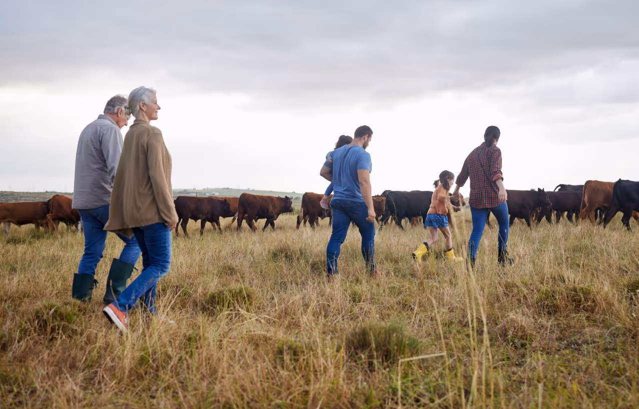family members going through a field with cows
