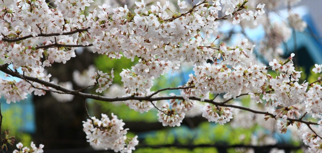春、桜、出会いと別れ、人事ガチャ配属ガチャ(人事異動、転勤)の季節
