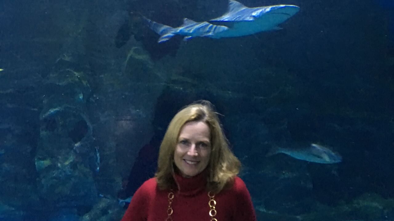 What you learn from a turtle