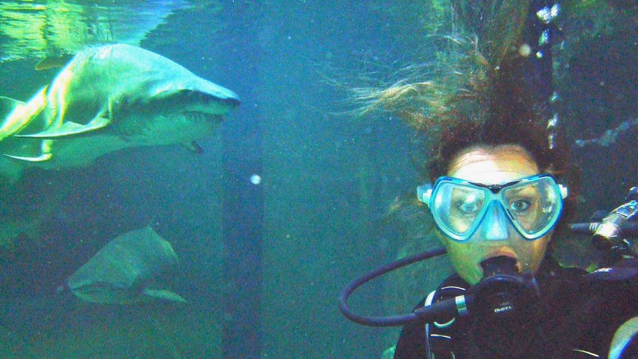 What you learn from a turtle