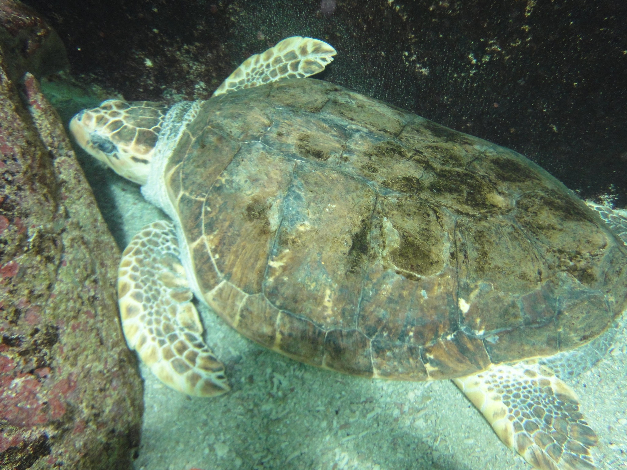 What you learn from a turtle