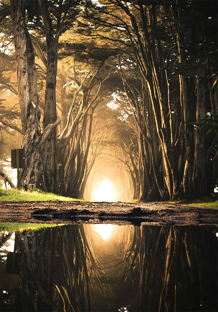Chemin de la raison ensoleillé avec des arbres autour du chemin