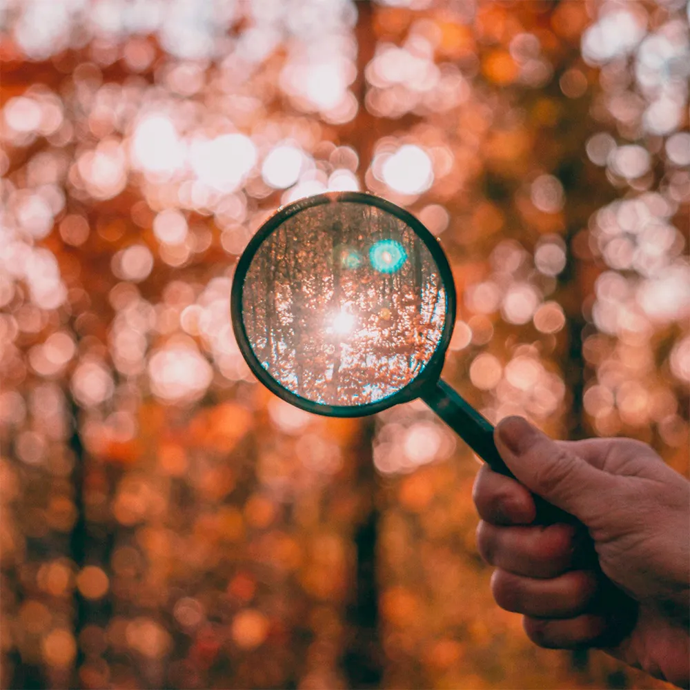 Loupe visant le soleil et une forêt d'automne