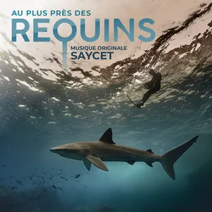 Saycet - requins