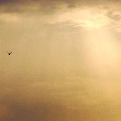 Nedelko, opster lapwass - lys blanc