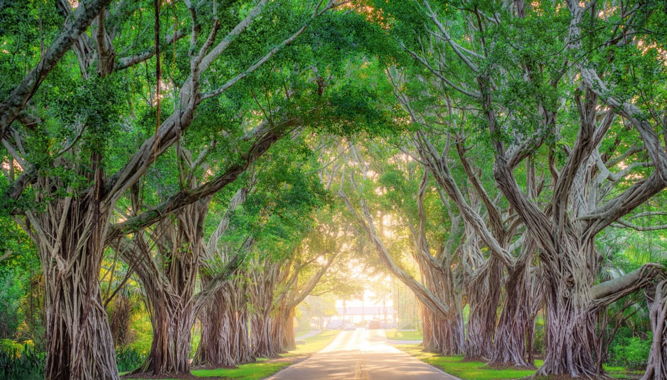 A tree-lined street in Hobe Sound, FL — APShutters serves the local community