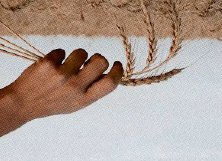 Hand holding dry wheat stalks against a neutral background.
