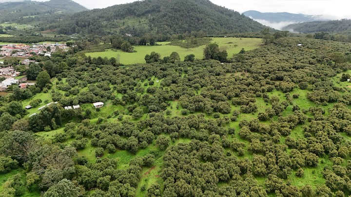 Huerta de aguacate | Ario de rosales