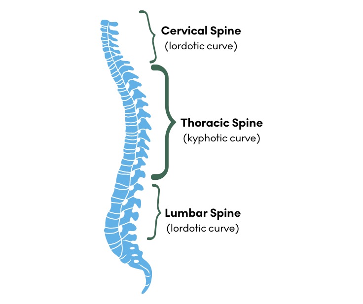 Image demonstrating curves of the spine