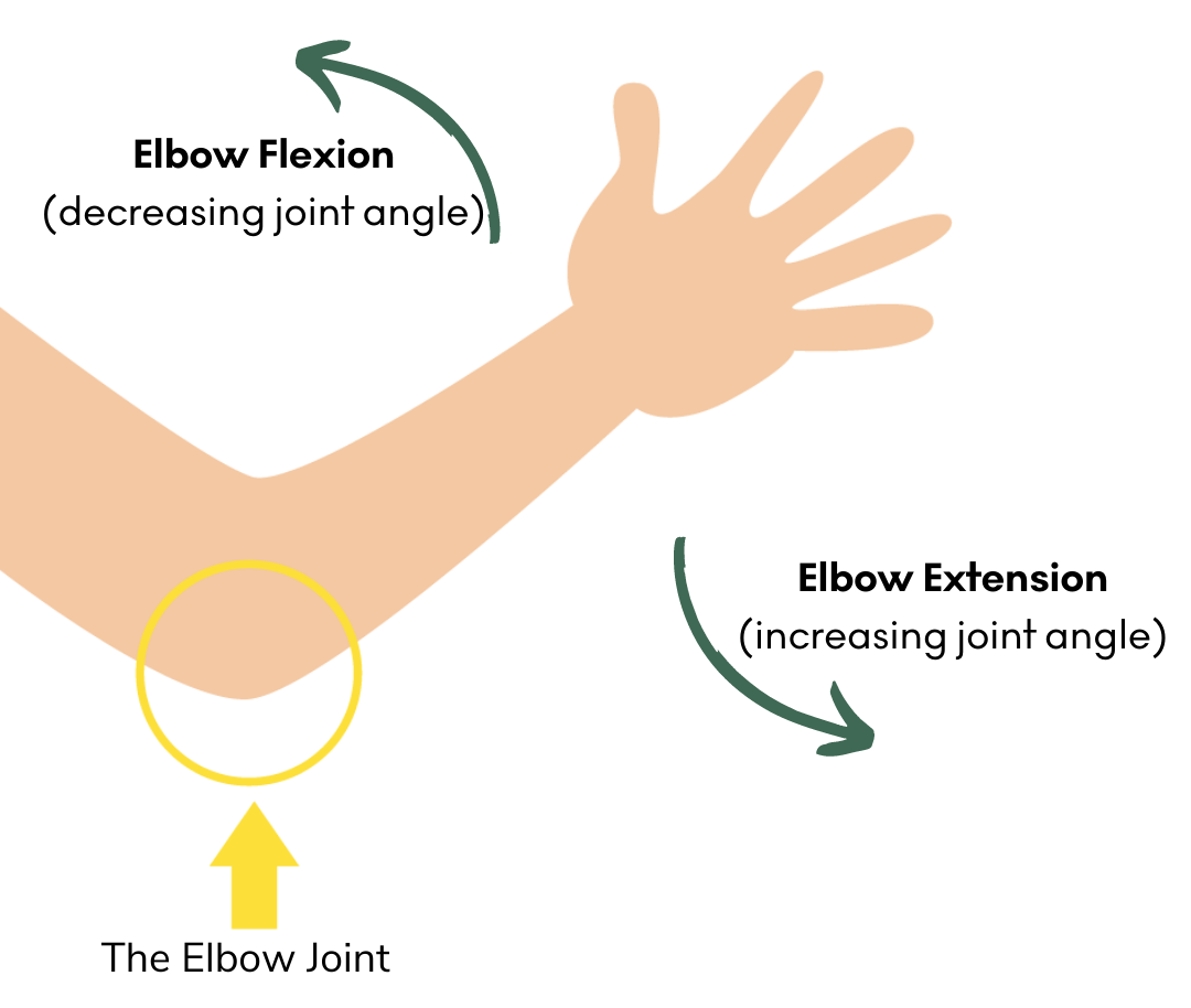 Image demonstrating elbow flexion and extension
