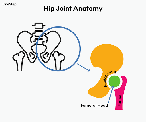 Hip Joint Anatomy
