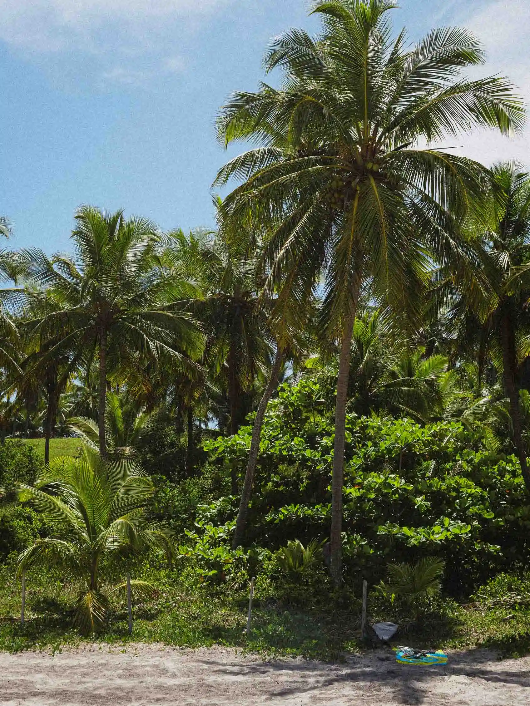 Tropical palm trees with coconuts against a bright blue sky.
