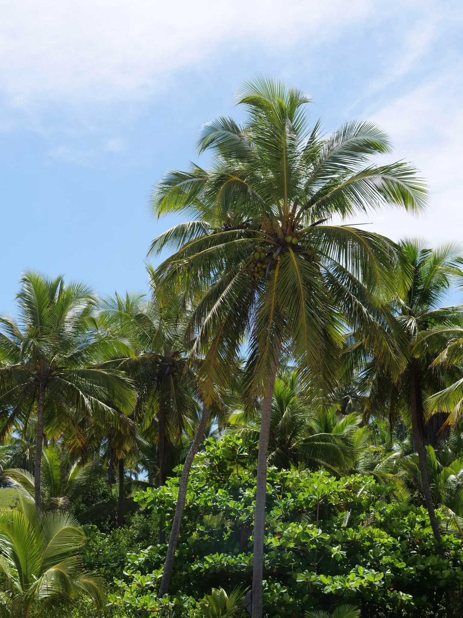 Tropical palm trees with coconuts against a bright blue sky.
