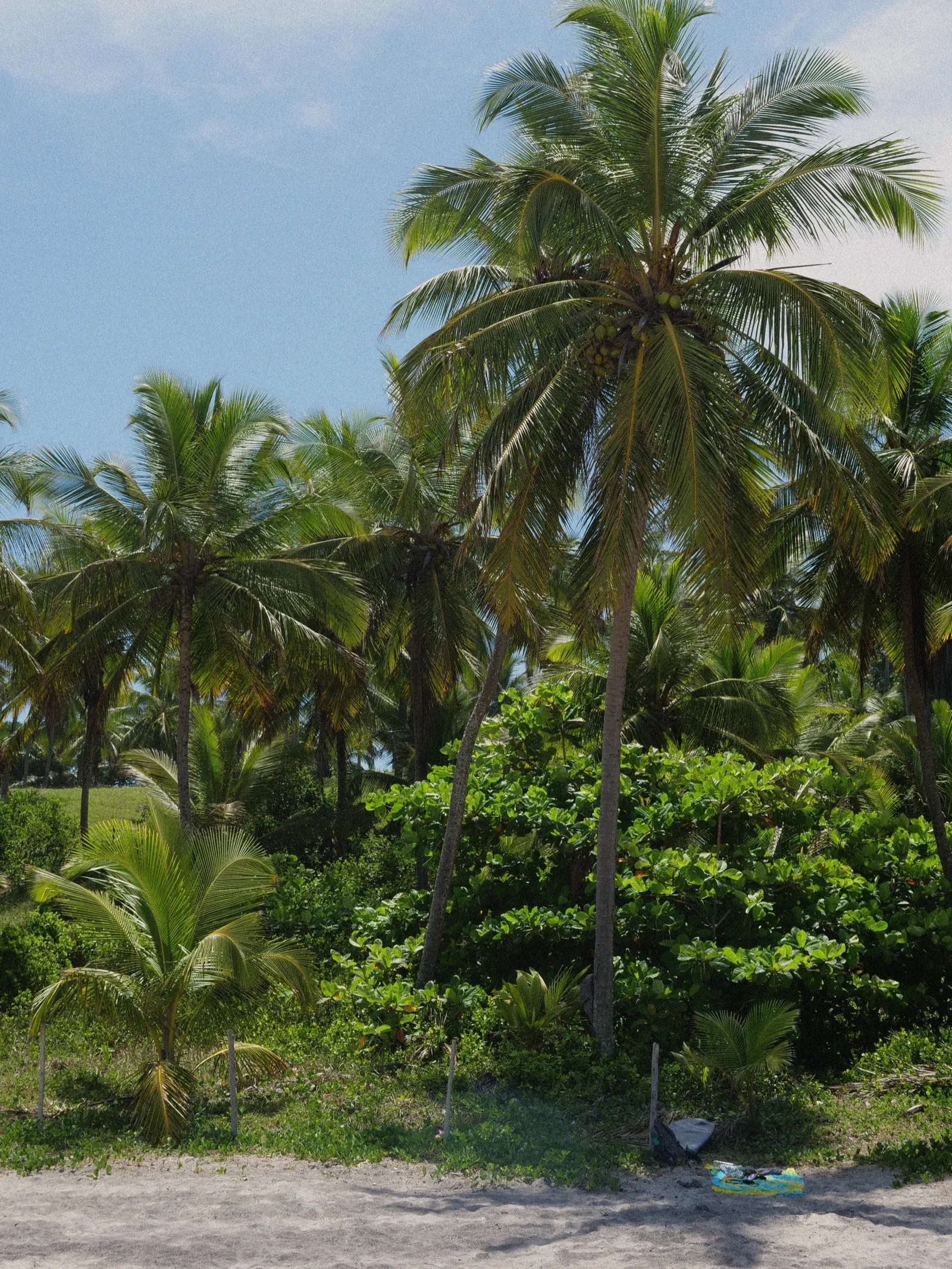 Tropical palm trees with coconuts against a bright blue sky.