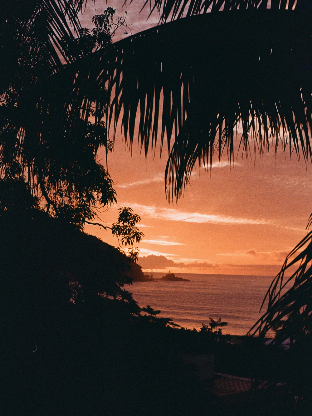 Palm trees silhouetted against an orange sunset over the ocean