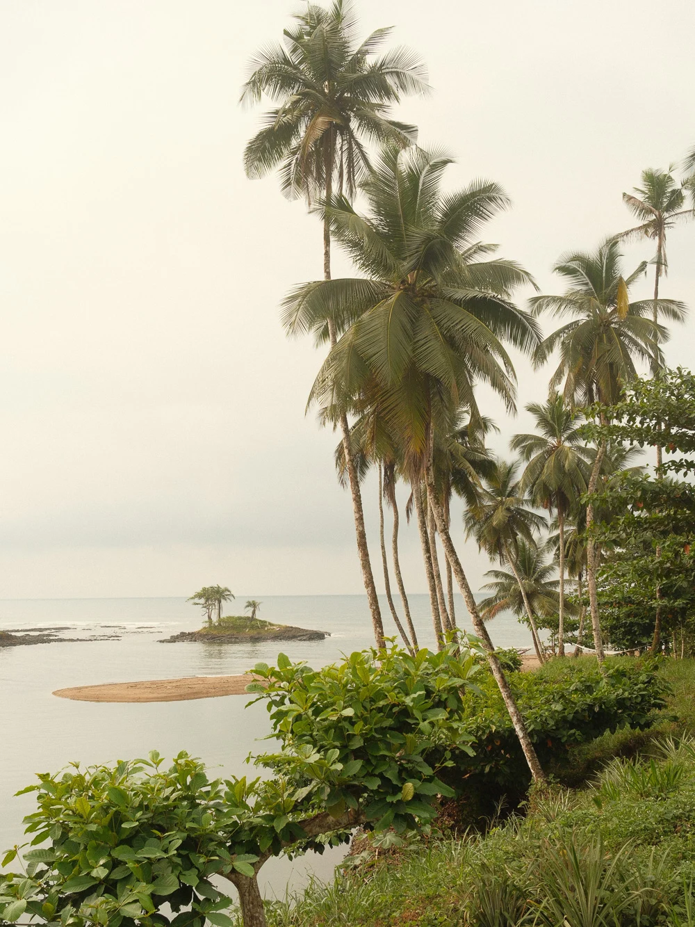 Tall palm trees over a calm bay with a small island offshore