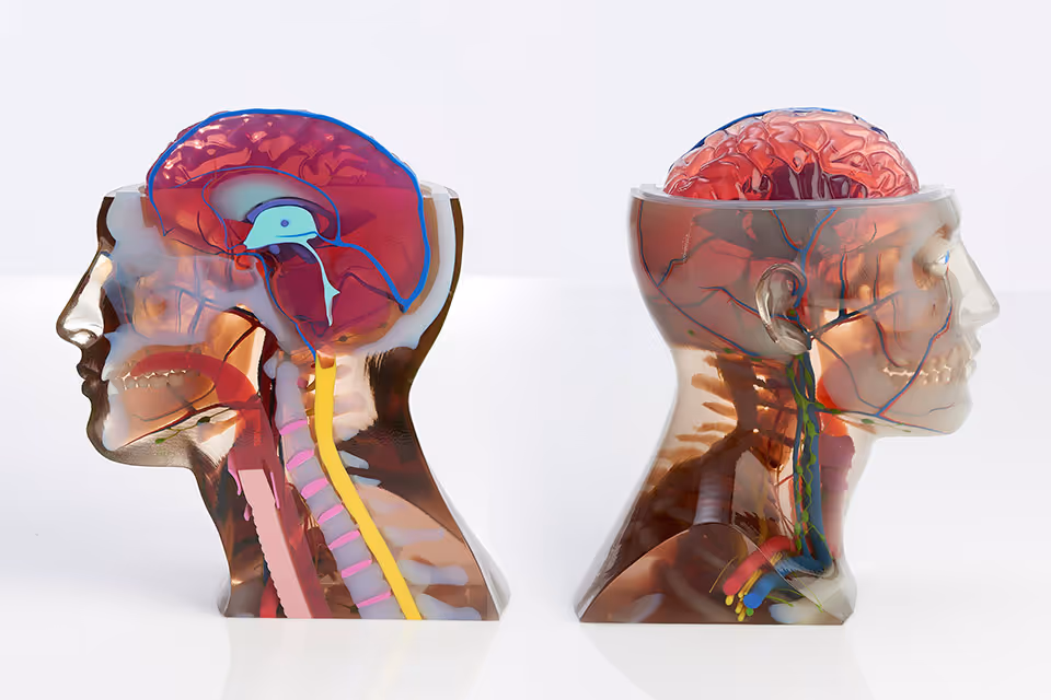 3D printed anatomical head model printed with J750