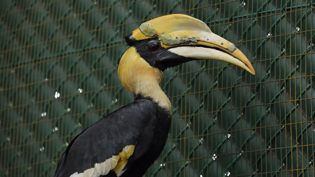 Can you spot his 3D printed casque? (Photo: Wildlife Reserves Singapore)