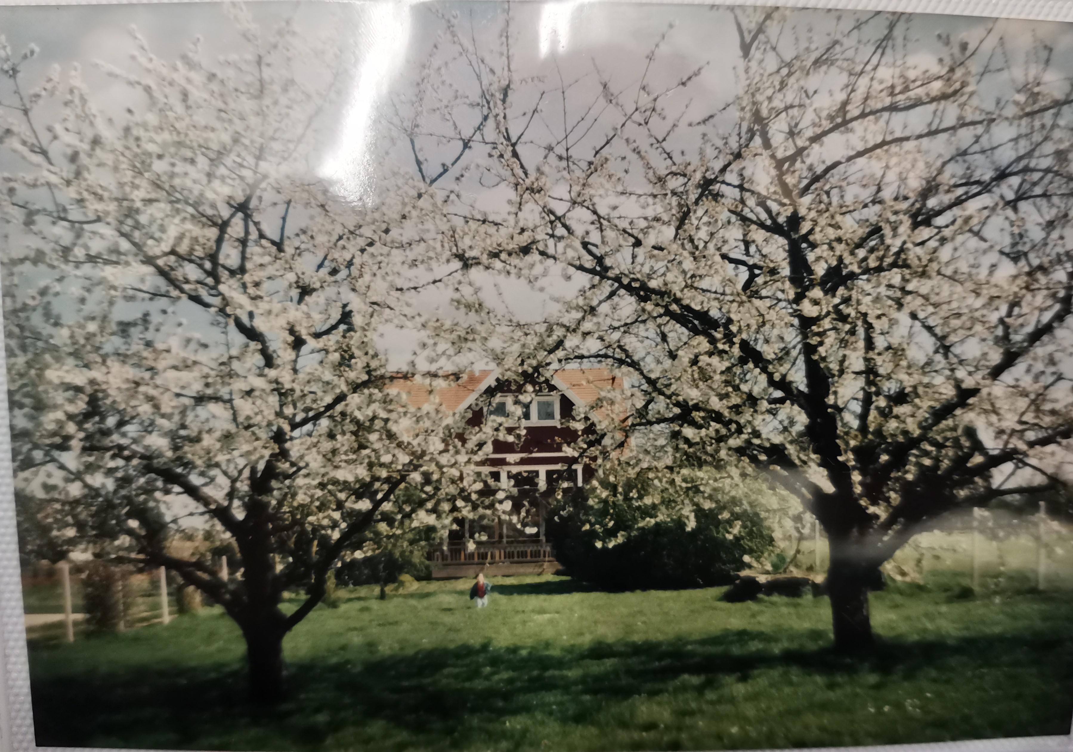 Photographie de la maison et atelier de Rikizo à Auvers sur Oise en 1995 avec Kazu et cerisiers en fleurs.
