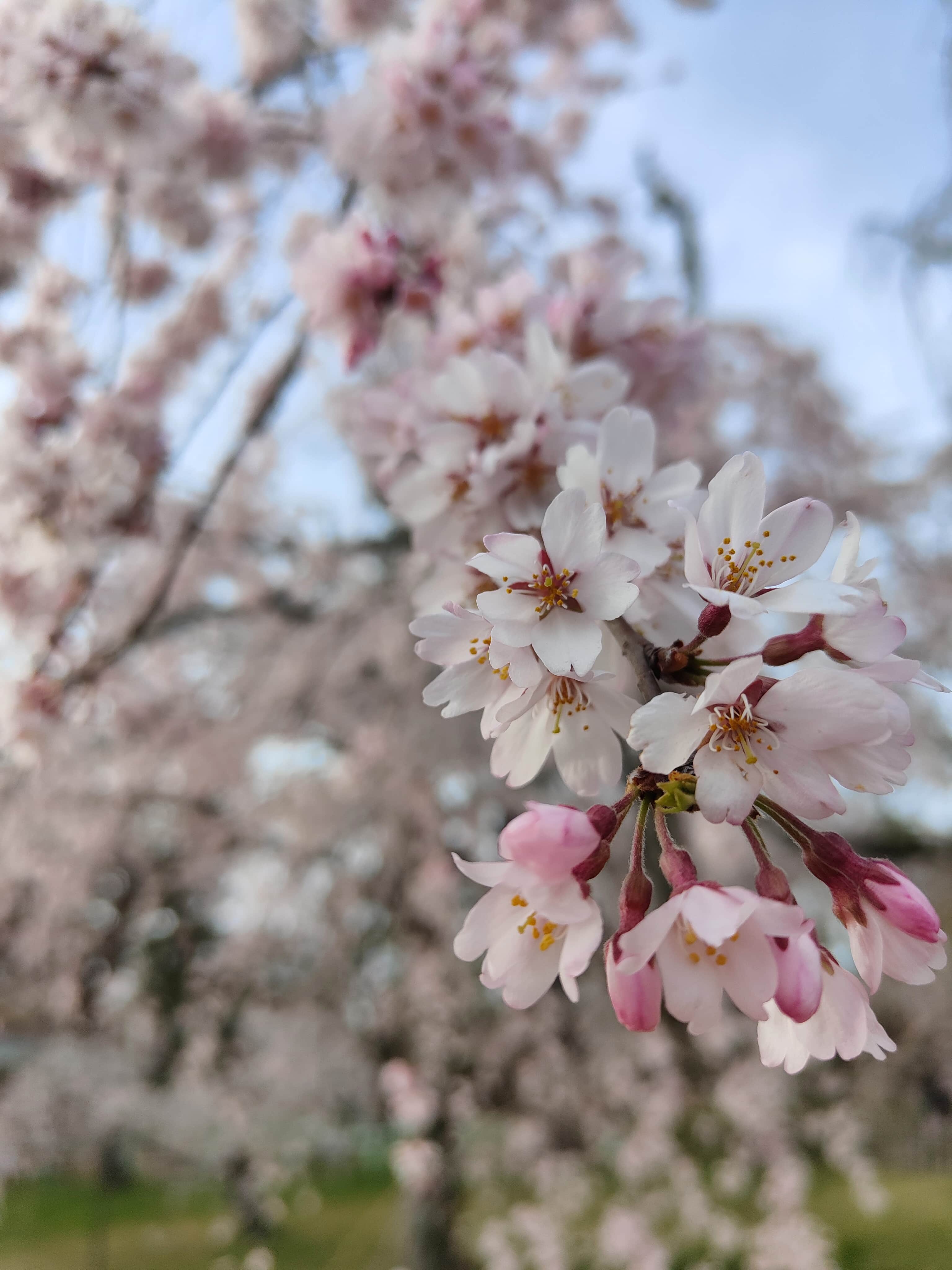 Sakura, fleurs de cerisiers au printemps 2022 à Kyoto, au Japon, développement du Rouge Levant avec don et donation.