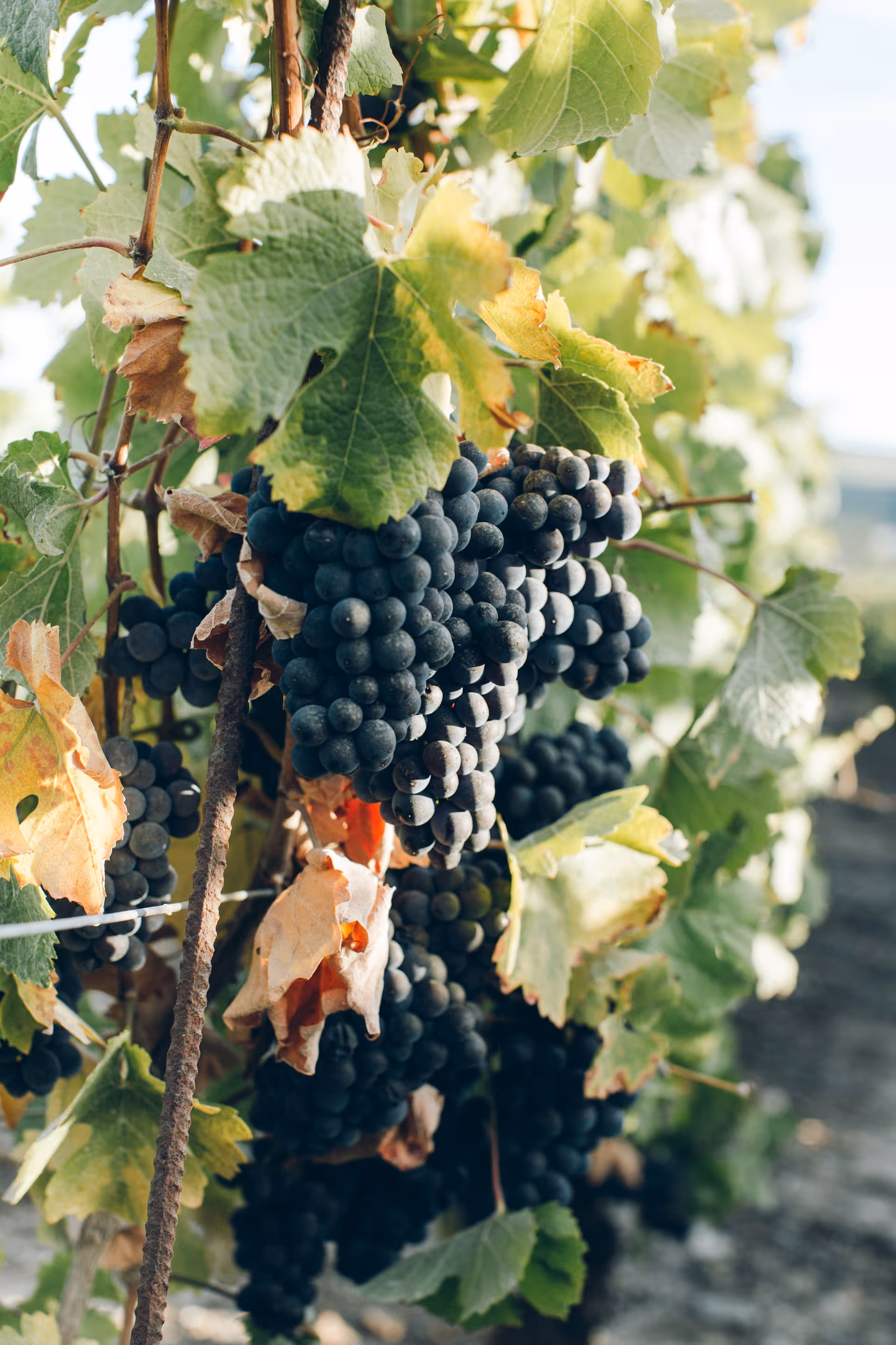 Melnik grape