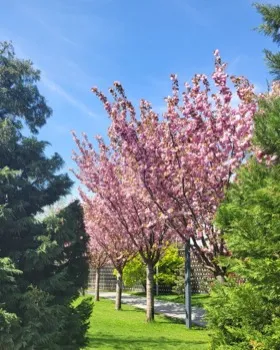 Цветение вишни «Канзан»