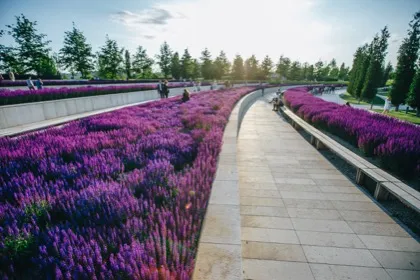 Цветение Шалфея