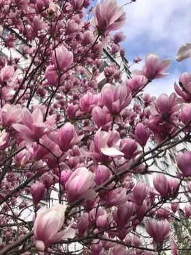 Цветение магнолии во дворах